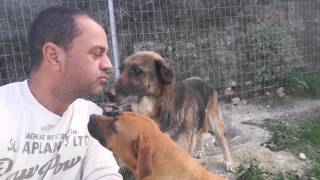 takis shelter love animals by ΑΝΝΑ ΣΤΑΤΗΡΗ 361 views 7 years ago 3 minutes, 27 seconds