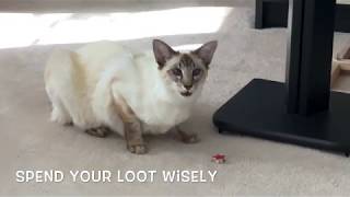 Balinese Cat Darci steals a star by Balinese Darci 143 views 4 years ago 54 seconds