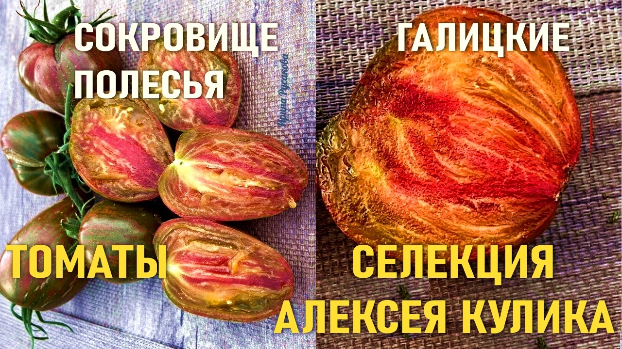 Томаты селекции Алексея Кулика - Бахмутский путь -  Галицкие - Сокровища Полесья - Выбор 2026