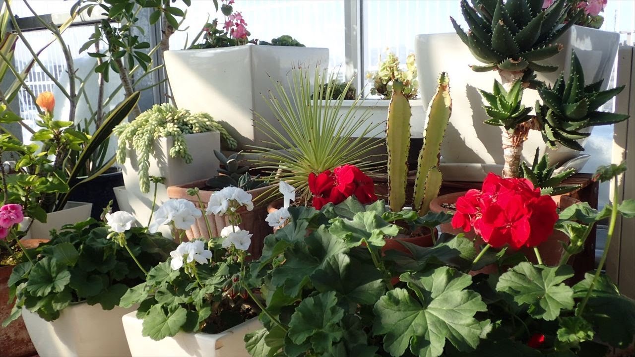 花と緑のボランティア団体情報 さっぽろ花と緑のネットワーク