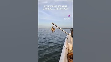 releasing pregnant stone crabs the fun way. #commercialfishing #fishing #crabbing #stonecrab