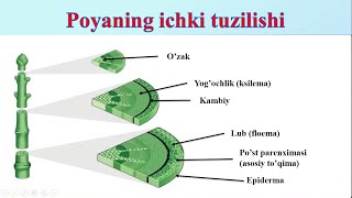 Qirgiz ayollari emizadi Argentina yalangoch qizlar rasmlari