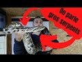 9 raisons de ne pas acheter un serpent gant   reptistore