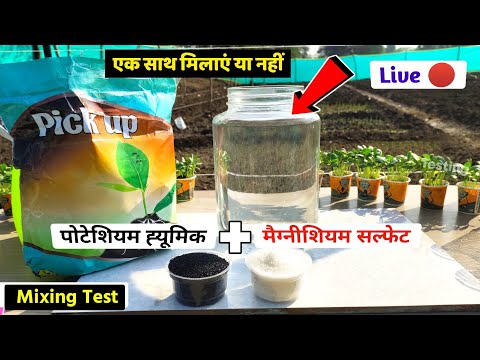 Magnesium sulphate + potassium humate (Humic) mix tasting (Experimant)