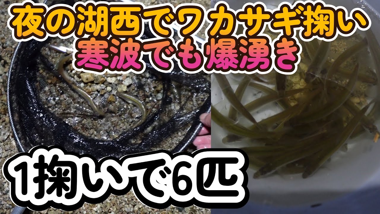寒波の湖西で…わずか30分で35匹、1掬い6匹　【琵琶湖ワカサギ掬い】
