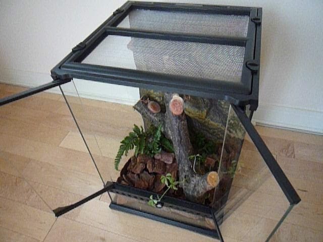 クワガタテラリウム作ってみた Youtube