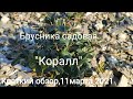 Брусника садовая&quot;Коралл&quot;