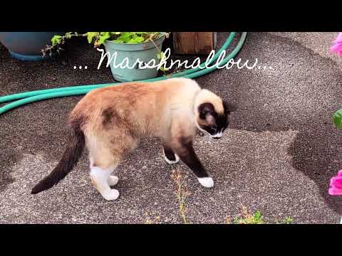 Super Gattos Downers Grove Il Unseen Media - k5dyizz