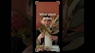 Campedia - Plants