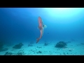 Barrier reef marine life in 4k
