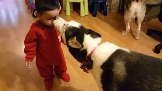 Oreo the Husky Just Want A Kiss From Baby Zander. by hydrors215 7,873 views 8 years ago 44 seconds