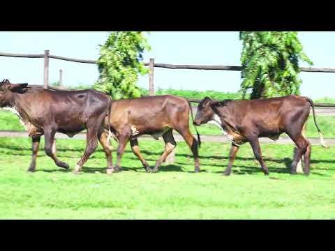 LOTE 39 RC 558 RC 575 RC 585