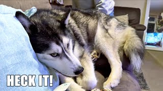 Husky ANNOYED With His NAN For Daring To MOVE Him! by K'eyush The Stunt Dog 59,912 views 1 month ago 3 minutes, 30 seconds