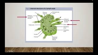 Lymphatic system, part 3