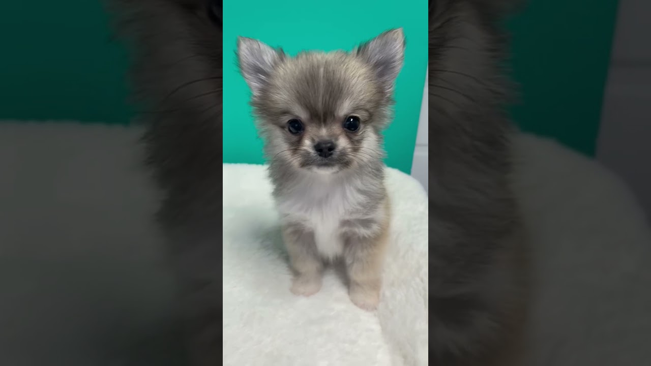 石川県のチワワ ロングコート 男の子 21 10 18生まれ フォーン ホワイト 子犬id 1611 ブリーダーナビ