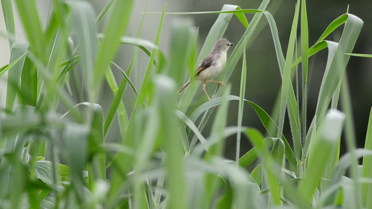 The plain prinia