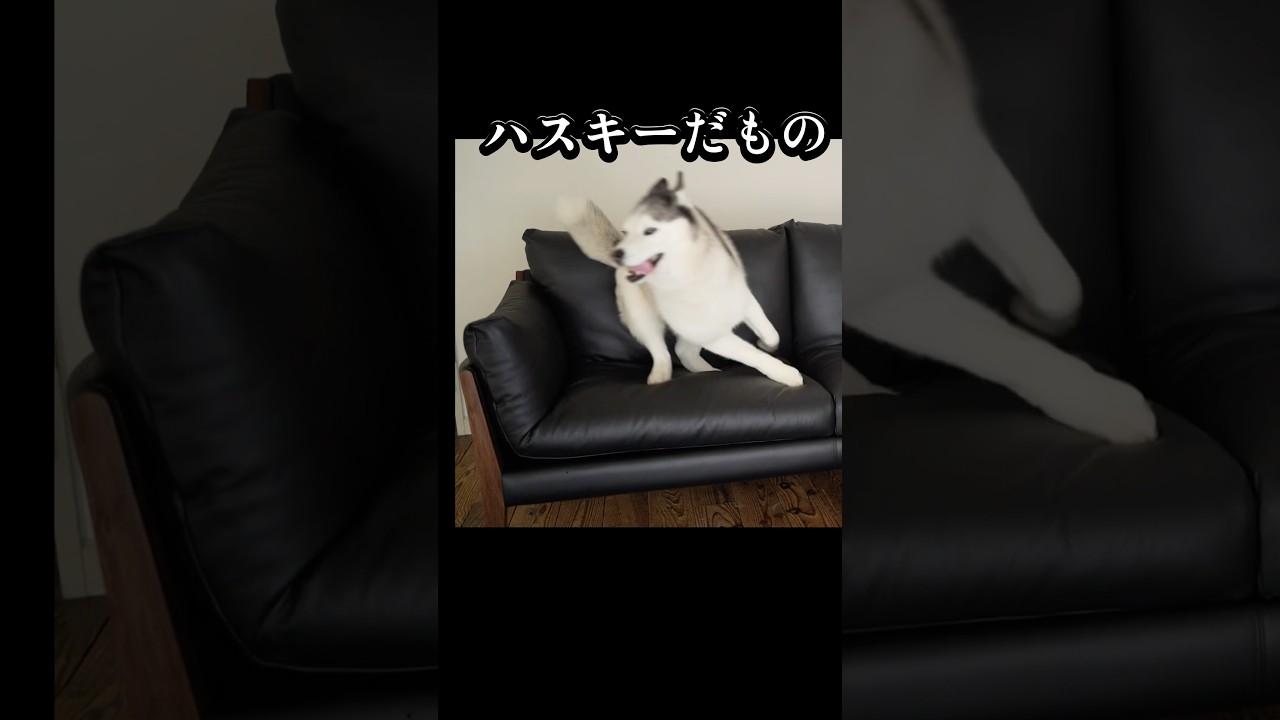 「ハスキー」を「パリピ」と読むのはもはや常識 #husky #シベリアンハスキー
