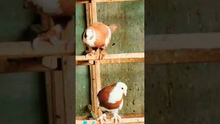 kabutar attitude video ❤️ || #shorts #shortsfeed #kabutar #pigeon #bird #kabootar #pigeons #short