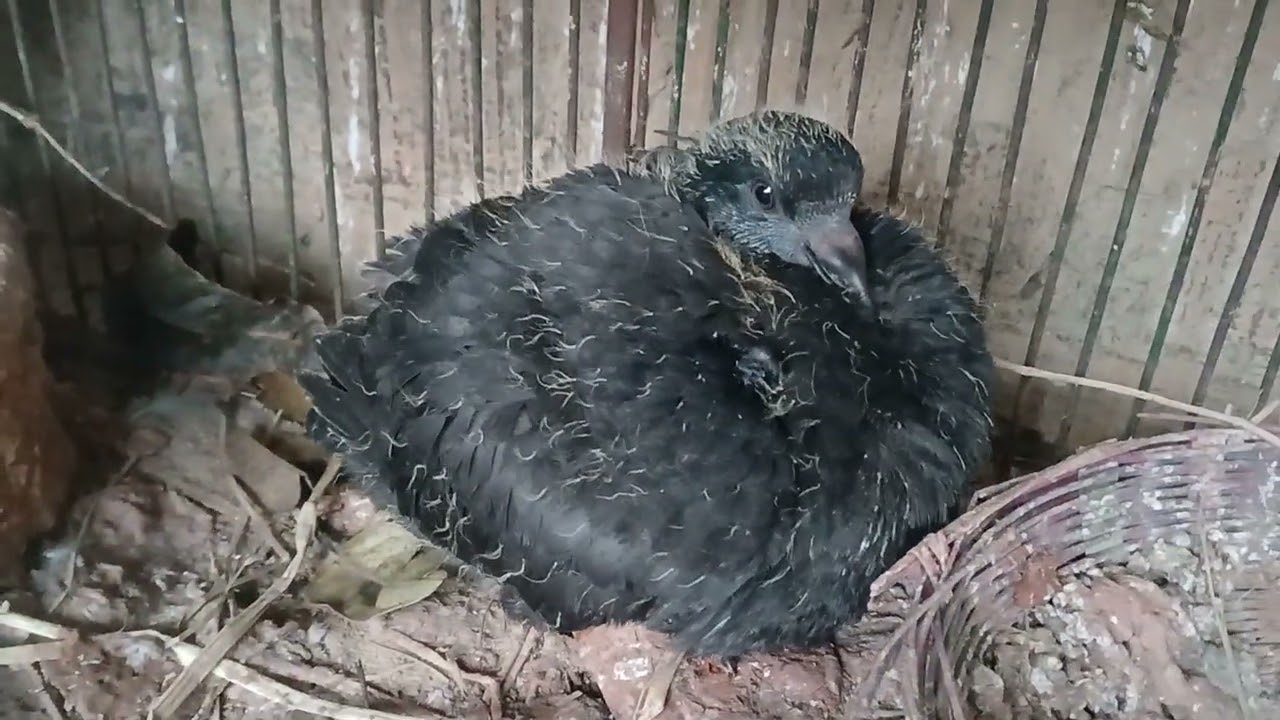 মুন্ডিয়ান এবং সাটিন এর আবার বাচ্ছা উঠসে