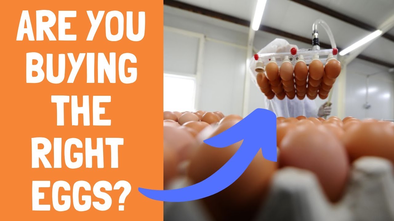 Best Eggs To Buy At The Grocery Store YouTube