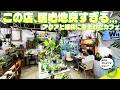 【アクアリウム】ADAアドバンスショップなのにカフェでもある（植物とアクアに溢れたカフェで癒されませんか？グリーンウィズグッドコーヒー）