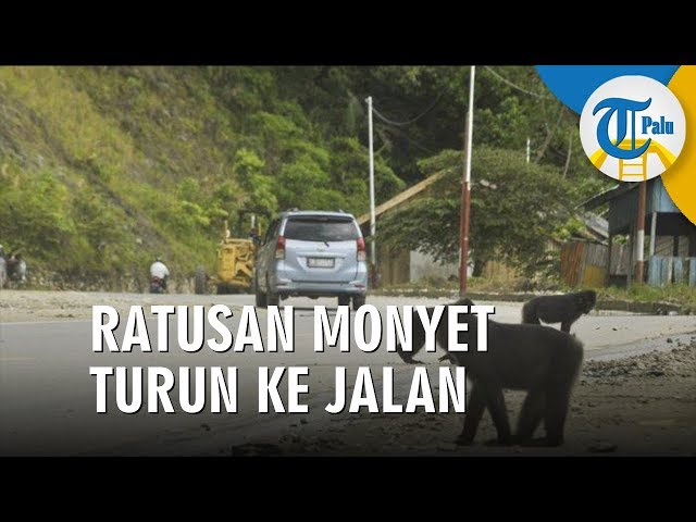 Paling Populer 17+ Gambar Lucu Minta Makanan - Richa Gambar