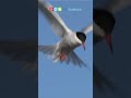 Birds and Their Ecological Roles