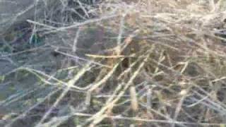 Wo2 Movie Trailer