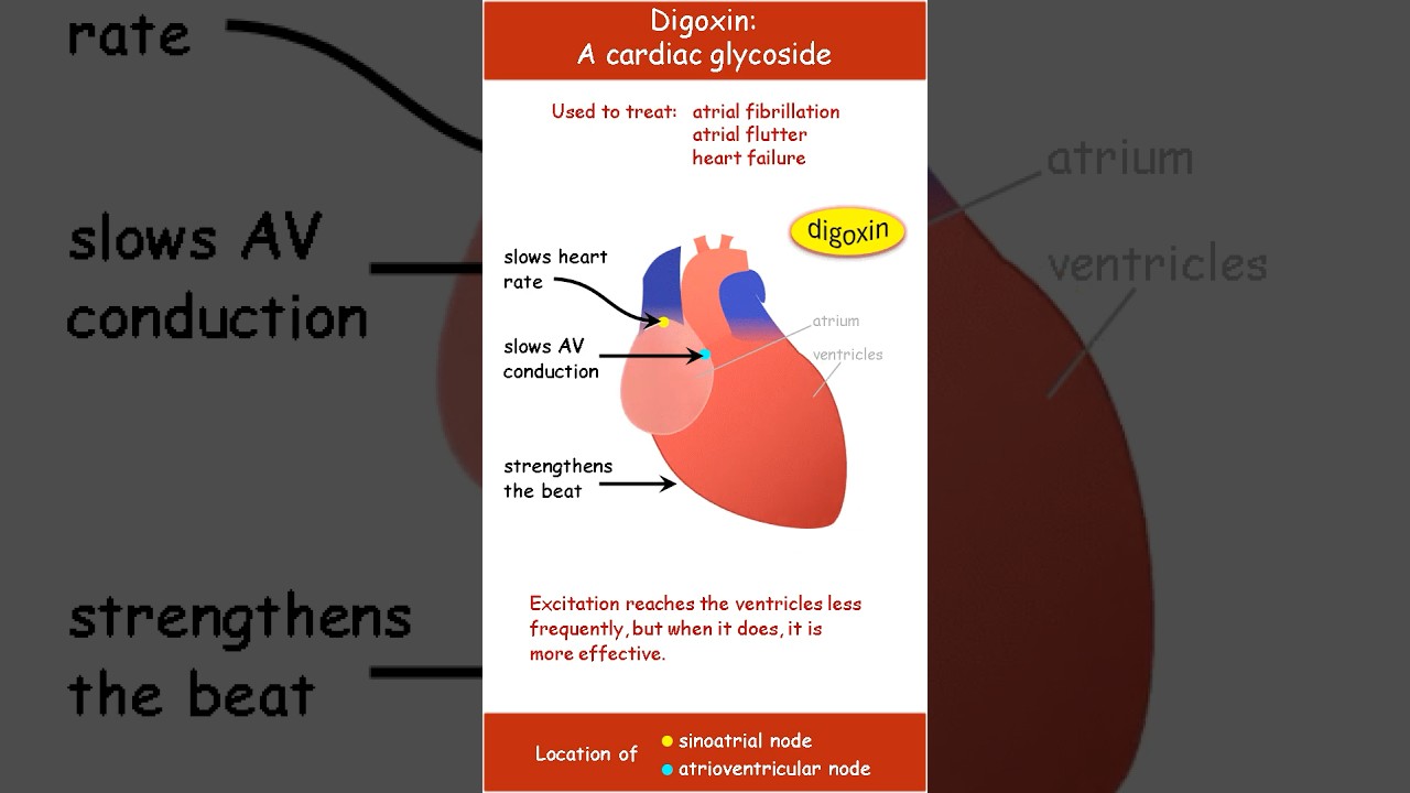 Digoxin: an overview of its actions on the heart.