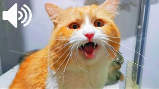 MALE CAT IN HEAT MEOWING - MATE CALLING  - PRANK YOUR PETS