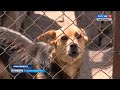 Новосибирский приют для бездомных животных страдает от нехватки сотрудников