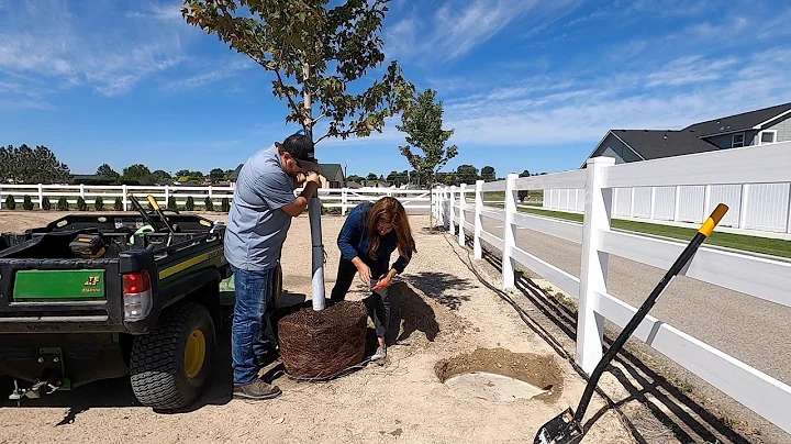 Planting Maple Trees on the New Property! 🌳🌳🌳// Garden Answer - DayDayNews