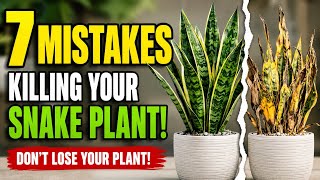 7 Deadly Mistakes That Are Killing Your Snake Plant