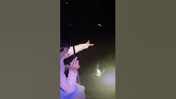 Câu cá tráp ( cá hanh ) đêm