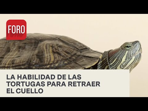 Video: ¿Por qué se llama tortuga de cuello lateral?