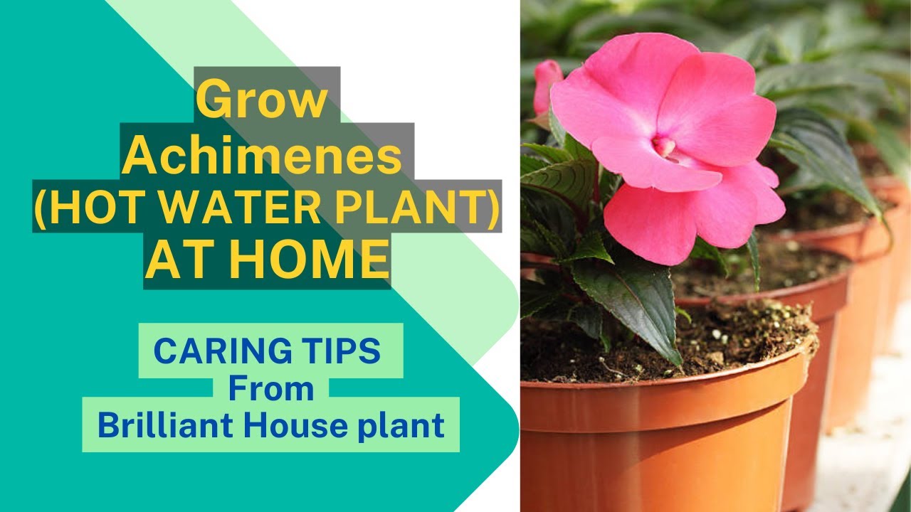 Grow Achimenes (Hot water plant) at home Brilliant House Plant YouTube