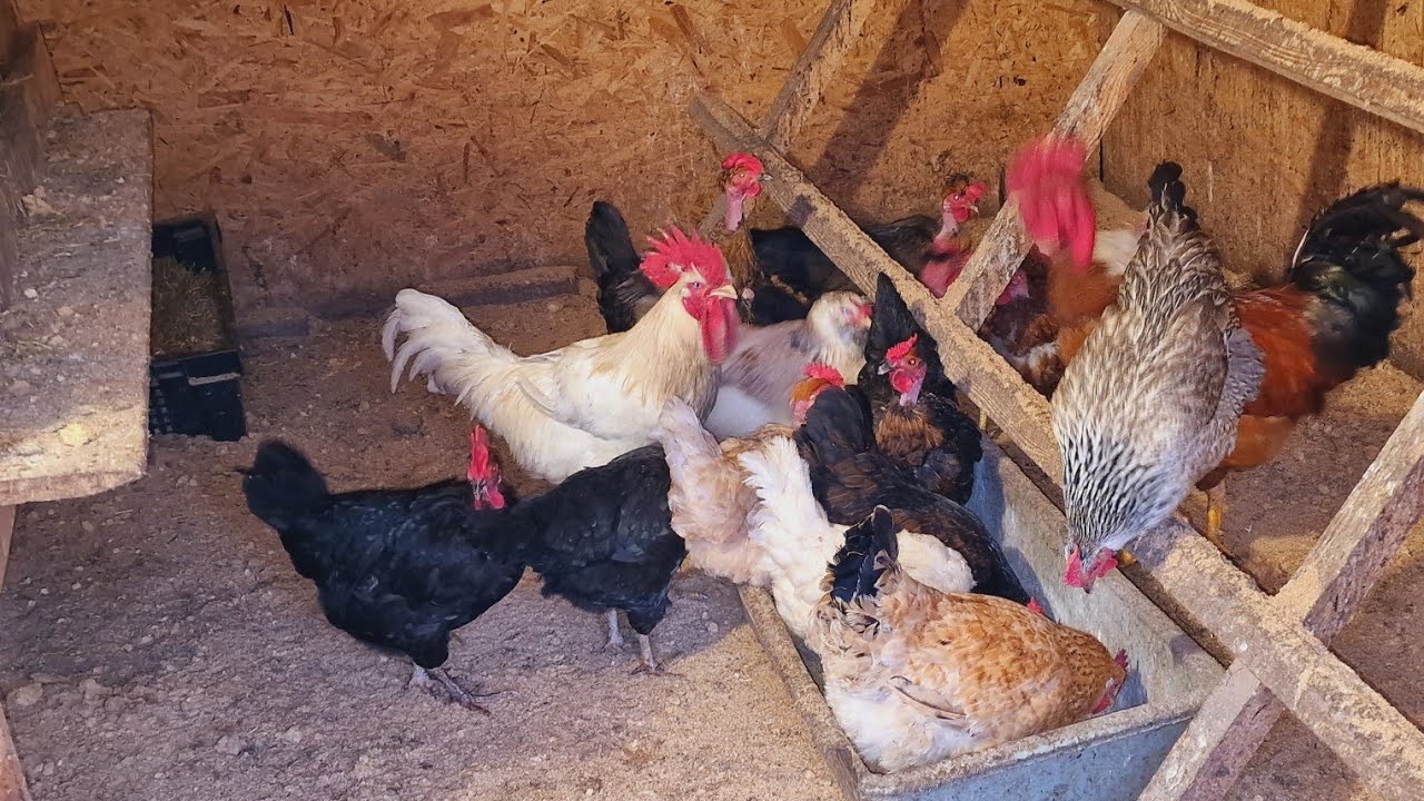 куры и себя и вас кормят! показываю наглядно! - YouTube