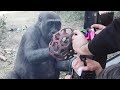 いつも遊んでくれる来園者の顔はちゃんと覚えてる子ゴリラのキンタロウ⭐️Gorilla【京都市動物園】Kintaro remember the visitor he played with before