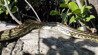 PYTHON BREINTZ PARK, LOGAN RIVER, QUEENSLAND, AUSTRALIA  OCT 2019
