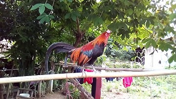 coj nej mu saib qaib dib cuab tuaj  zoo heev li nawb ib tsawm phooj ywg..