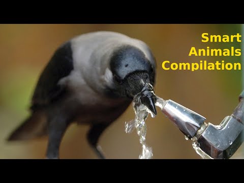 Smart Animals Compilation