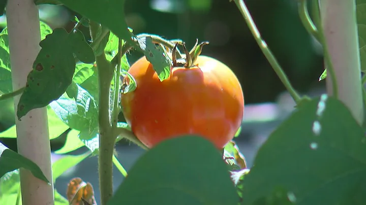 Keeping tomatoes in the garden healthy at this tim...