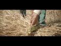 Dal grano al pane - Festa della trebbiatura