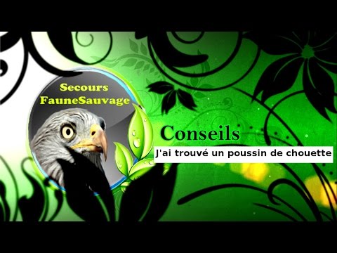 Conseils : j'ai trouvé un poussin de chouette !