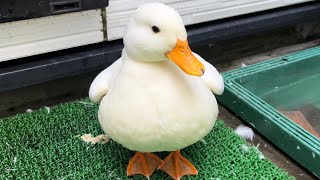 Our Pet Call Duck Looks Like A White Penguin!