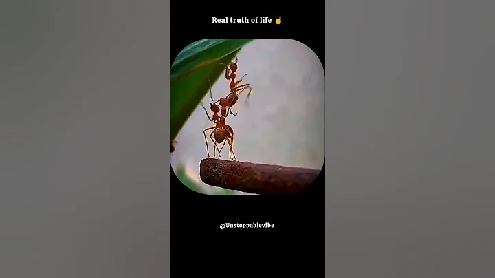 Ant left behind 🐜motivational video | "Never trust anyone blindly you'll suffer when they left  you"