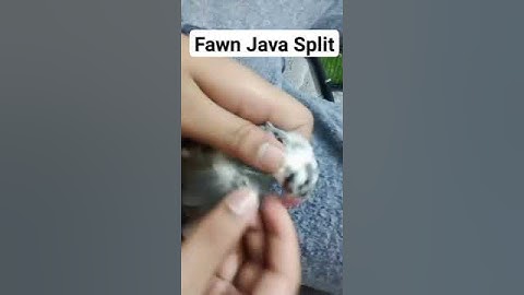 Fawn Java Split #bird #parrot #lovebird #greenparrot #parrotlet #pet #parrotstars #albinoredeyes