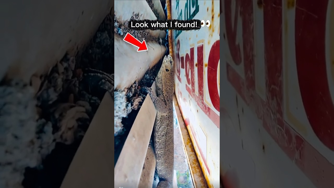 I found a dragon on my roof! 🦎🏠 