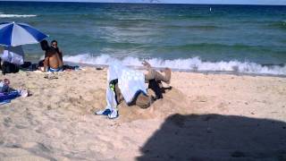 seagulls attack
