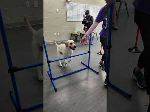 Agility Training at Dogs Inc